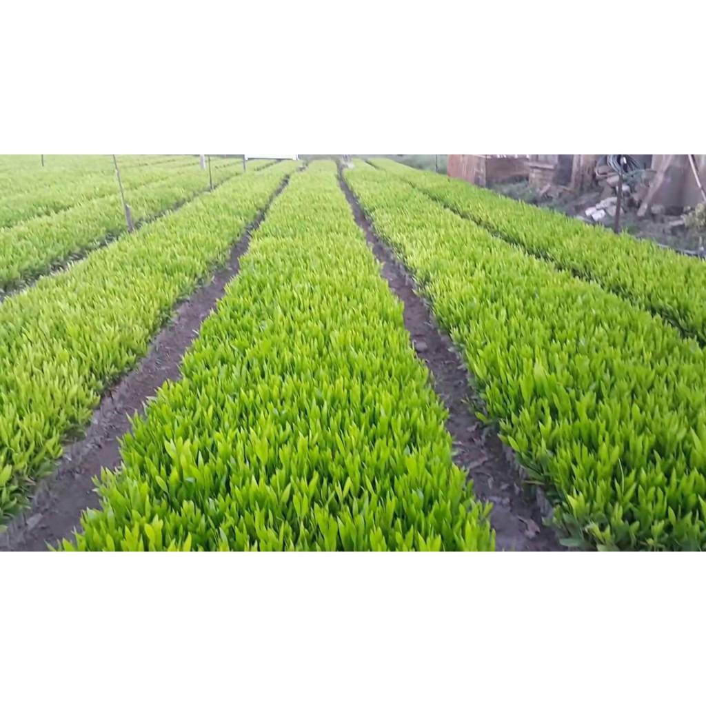 Hạt giống Keo Lai .