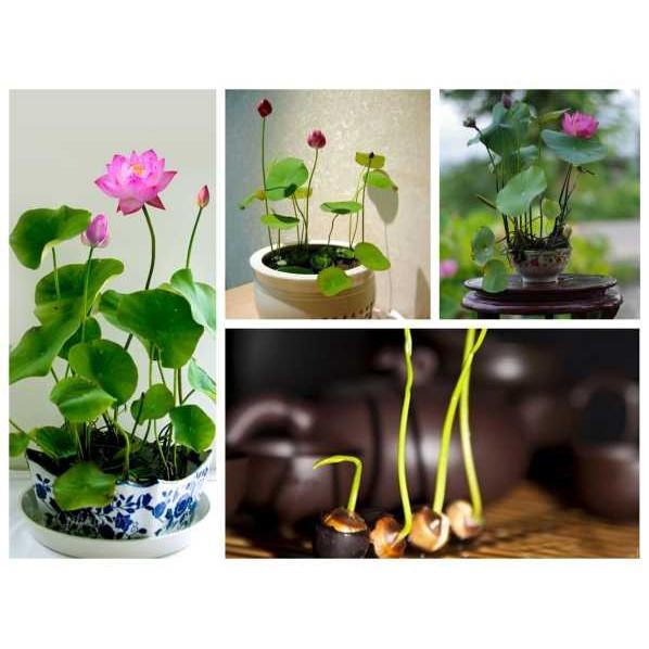 Hạt giống sen nhật mini