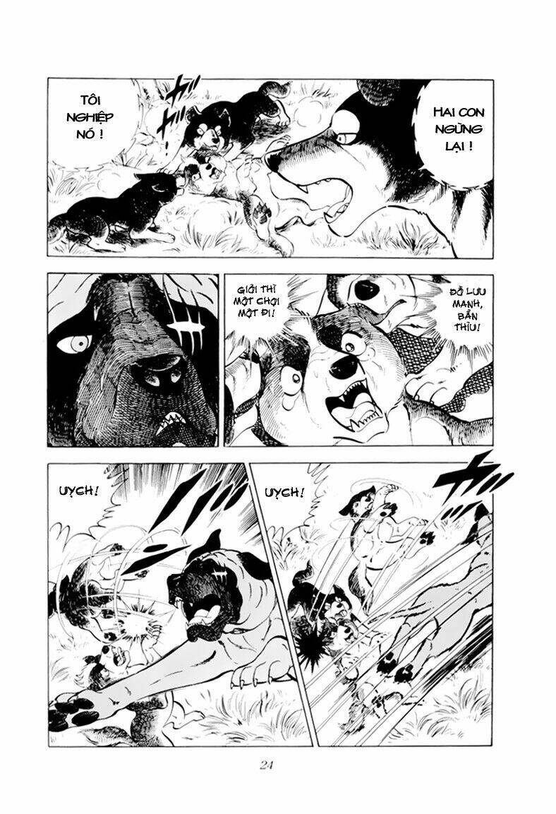 chú chó có nghĩa - ginga nagareboshi gin chapter 31 25