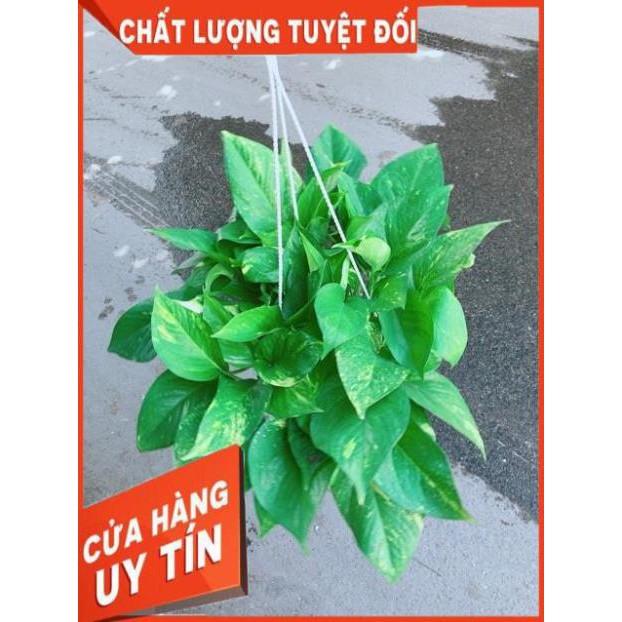 Chậu Trầu Bà Thái Size Đại
