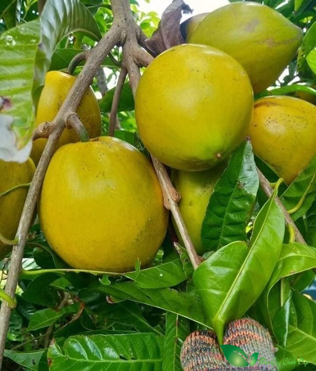 Cây Giống Lêkima