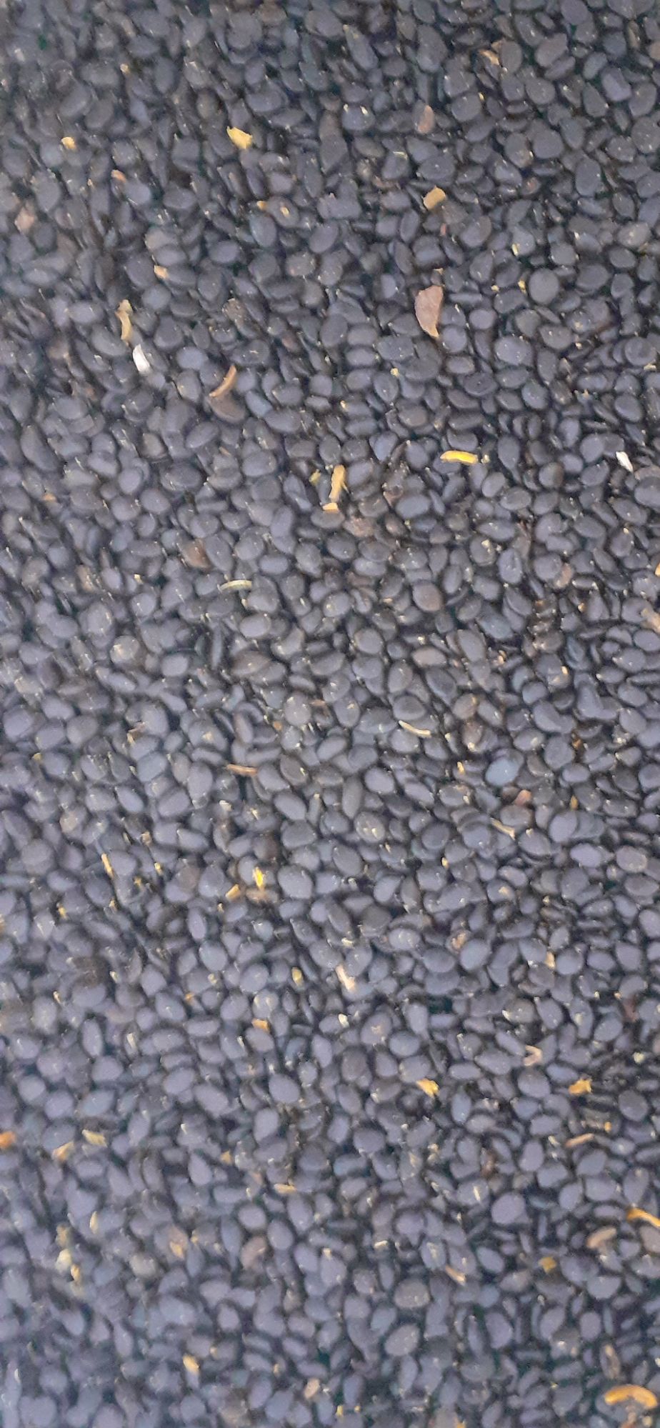 500 gram hạt giống Keo Lai trồng rừng