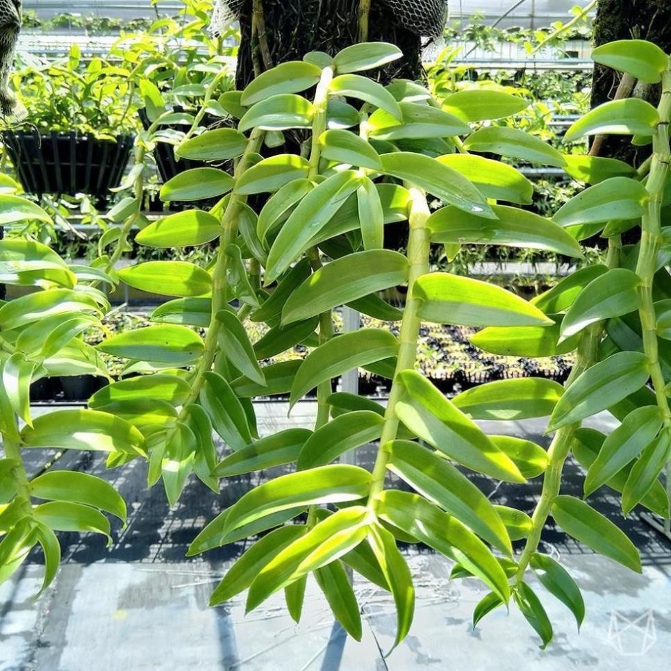 1 bảng lan long tu lào rừng tây bắc hàng thuần siêu to, hoa siêu đẹp