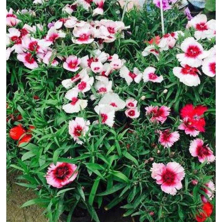 Hạt giống hoa cẩm chướng đơn mix màu KNS3598 - Gói 50 hạt