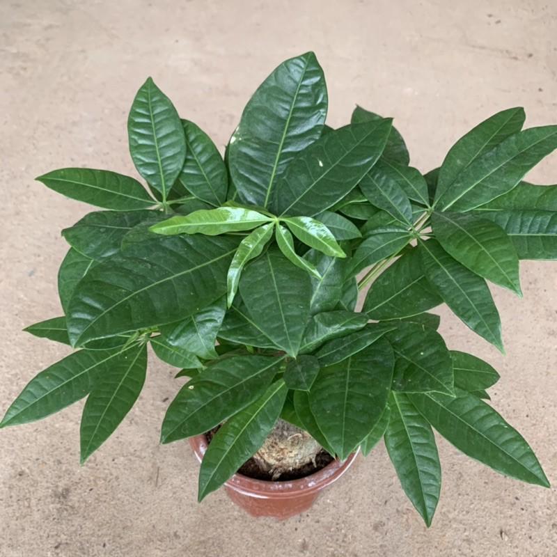 Cây kim ngân to bán kính 35-40cm, nhánh lá xum xuê, xanh bóng quanh năm, cây cảnh phong thuỷ để bàn, trang trí nội thất