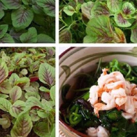 Combo 3 gói hạt giống rau dền khoang -gói 20gram- tặng kèm 1 gói phân bón-ABC