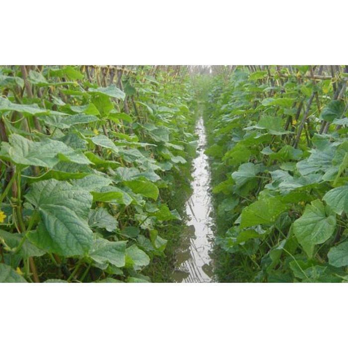 Hạt Giống DƯA CHUỘT NẾP LAI F1 - GÓI 10GR