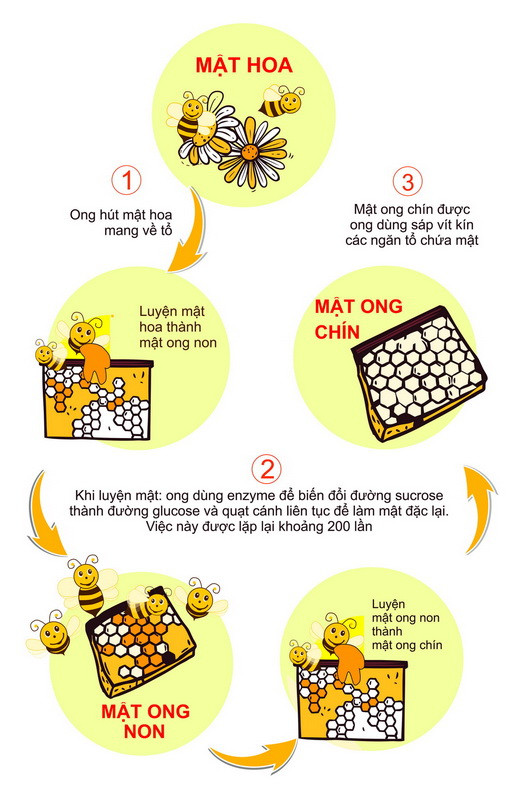 Mật ong nguyên chất thượng hạng Mẹ Tiên Honimore 500g/chai - mật ong rừng