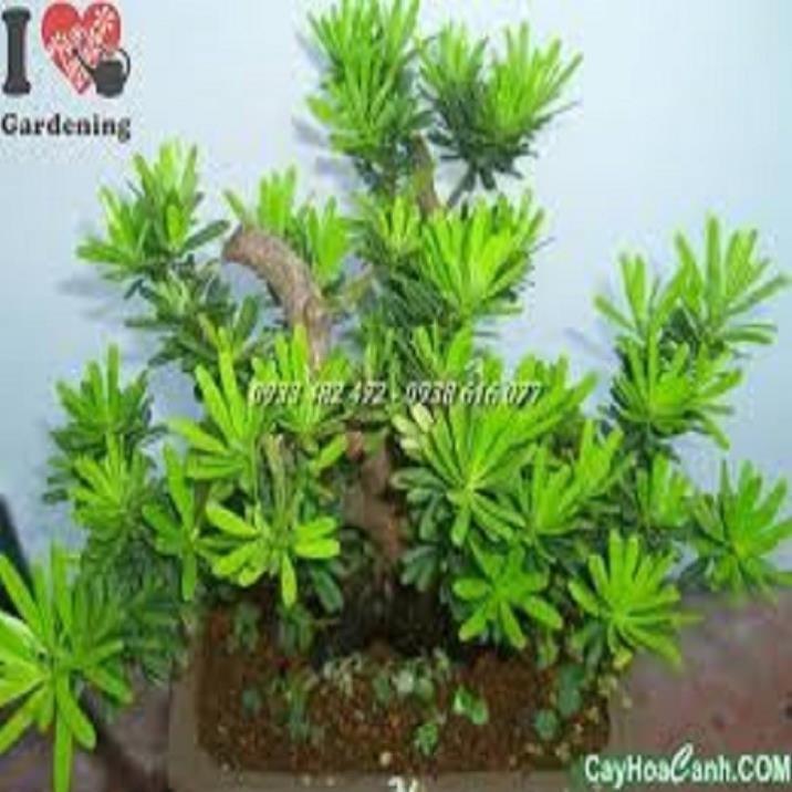 CÂY GIỐNG CÂY VẠN NIÊN TÙNG KIM CƯƠNG BONSAI TRƯỜNG THỌ