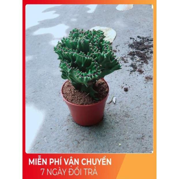 Xương Rồng Vạn Lý