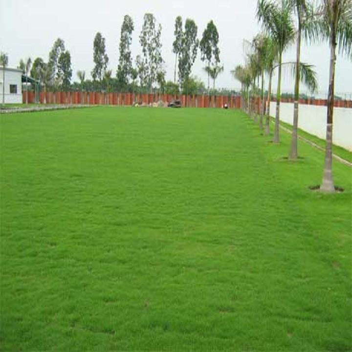 Hạt Giống Cỏ Nhung Nhật - Cỏ Sân Vườn