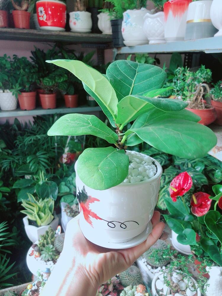 Chậu Cây Bàng Singapore