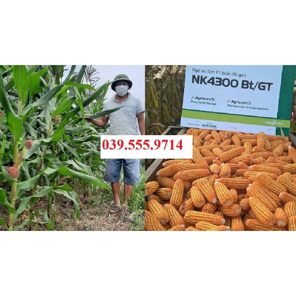 HẠT GIỐNG NGÔ LAI ĐƠN F1 NK4300 Bt/GT GÓI 500G SINH KHỐI TỐT