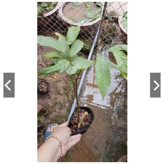 BẦU CÂY GIỐNG HOA DẺ THƠM - NBCGHDT