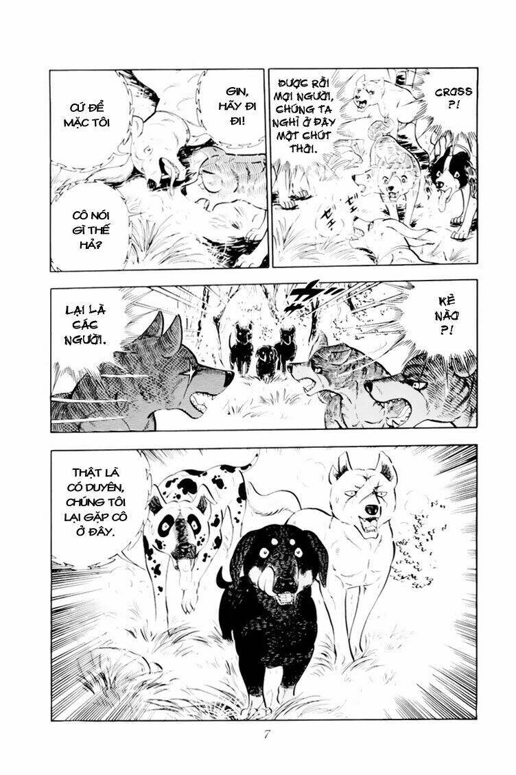 chú chó có nghĩa - ginga nagareboshi gin chapter 31 8