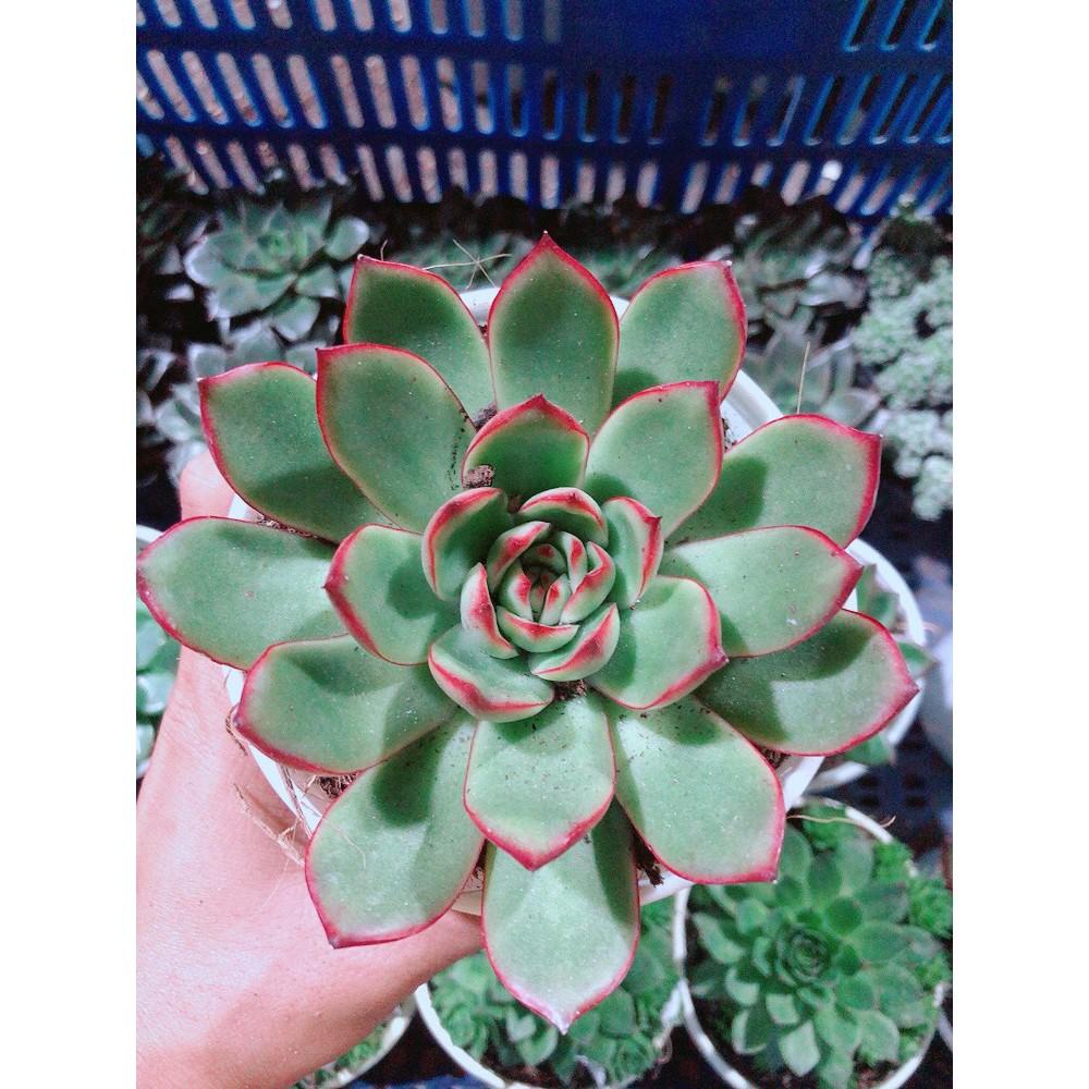 Sen Đá Viền Đỏ Kèm Chậu Sứ