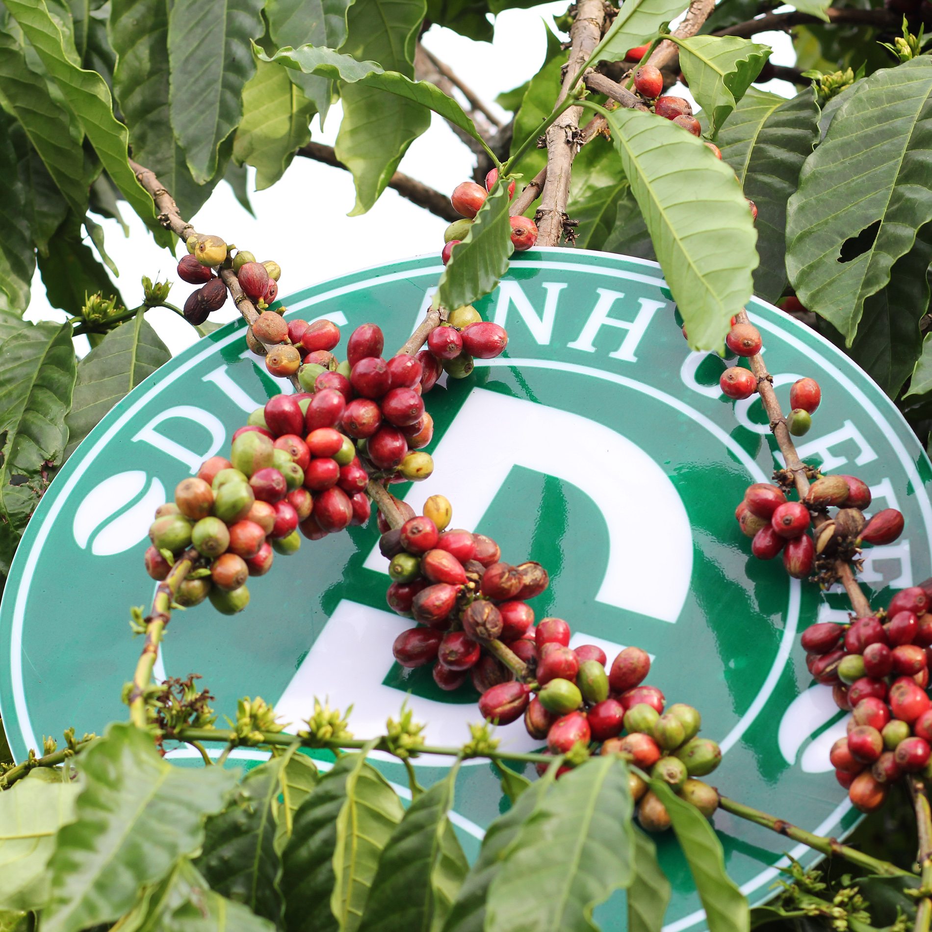 1kg Cà Phê Phối Hợp 80% Robusta và 20% Arabica Dạng Hạt -DUC ANH COFFEE