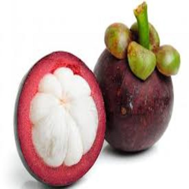 CÂY GIỐNG MĂNG CỤT NHIỆT ĐỚI