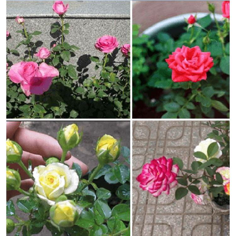 Hạt giống hoa hồng tỉ muội nhiều màu - 20 hạt/gói