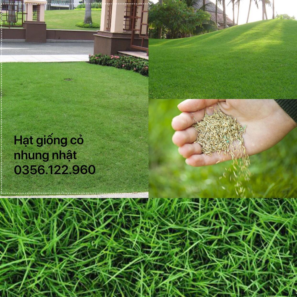 200g Hạt giống cỏ thảm - cỏ nhung nhật cỏ dùng trong chăn nuôi, công trình....