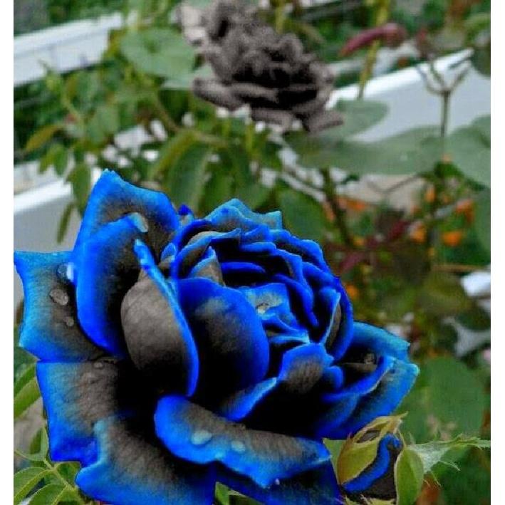 Hat giống hoa hồng xanh dể trồng f1 - Gói 10 hạt-tặng kèm gói kích mầm