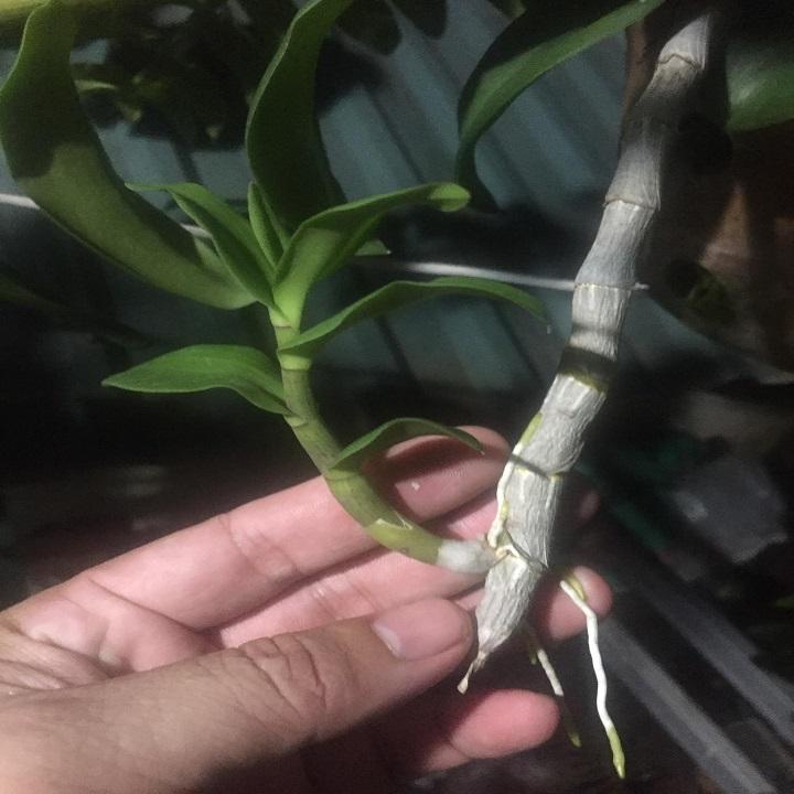 Phi điệp NÙ TAM BỐ cam kết chất lượng