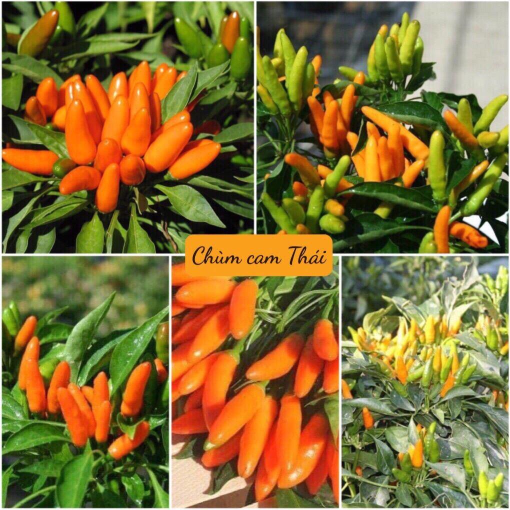 Hạt Giống Ớt Cam Siêu Cay Thái Lan -