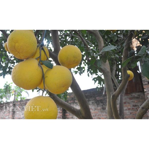CÂY GIỐNG BƯỞI VÀNG