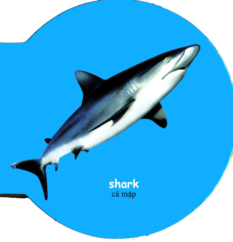 Từ Điển Anh - Việt Bằng Hình: Sea Animals - Động Vật Biển - ảnh 5