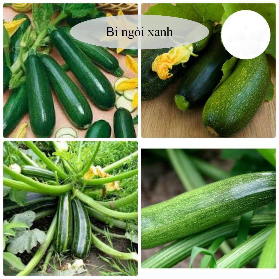 BỘ HẠT GIỐNG BÍ NGÒI XANH VÀ BÍ NGÒI VÀNG + SP HỖ TRỢ