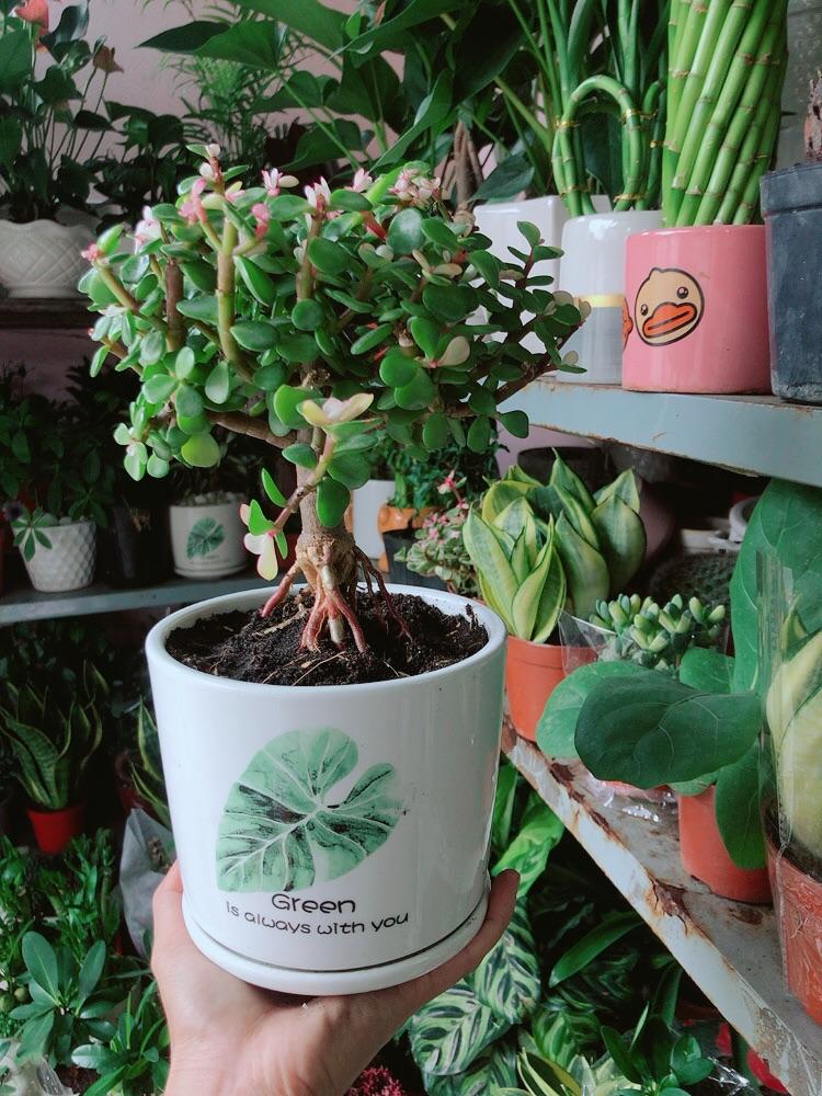 Chậu Cây Cành Vàng Lá Ngọc Cổ Thụ