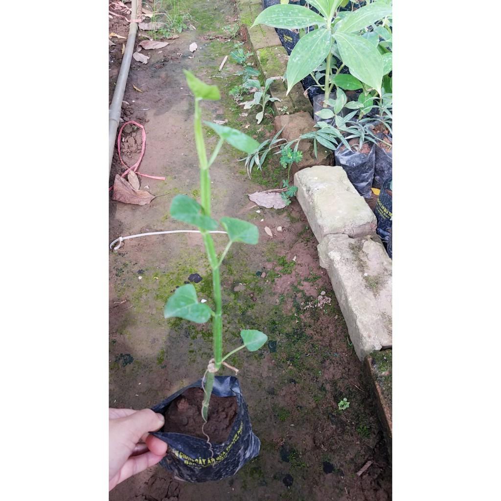 Ngũ gia bì gai - Cây giống chuẩn