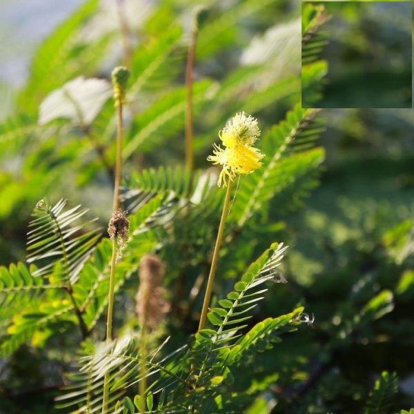 Hạt Giống Rau Nhút - Rau Rút Dút CT61 - Gói 50 hạt