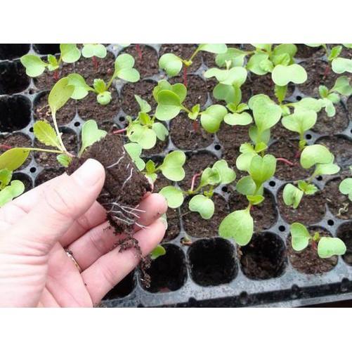 Hạt giống súp lơ nhiều màu, súp lơ cầu vồng