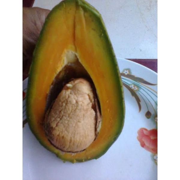 CÂY GIỐNG BƠ RUỘT ĐỎ GHÉP SIÊU SỚM