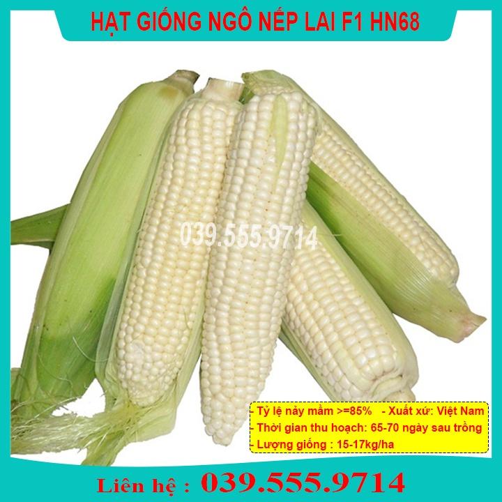 HẠT GIỐNG NGÔ NẾP LAI HN68 - HẠT NGÔ TO ĐỀU DẺO THƠM NGON