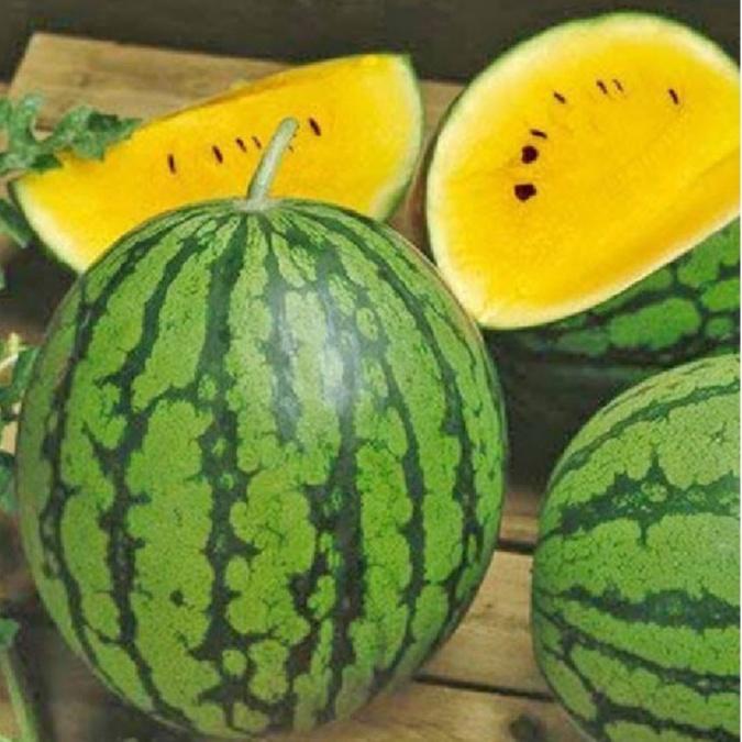 Combo 2 gói Hạt giống dưa hấu ruột vàng không hạt -1 gói 10 hạt-tặng kèm gói phân bón lót