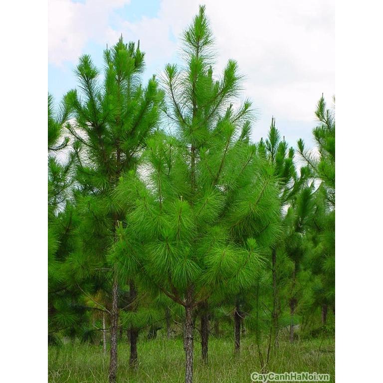 Hạt giống cây thông caribe (  Pinus caribaea ) - Gói 5 Hạt KNS3