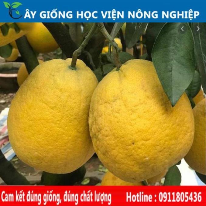 Sản phẩm Cây Ăn Trái cây giống bưởi diễn
