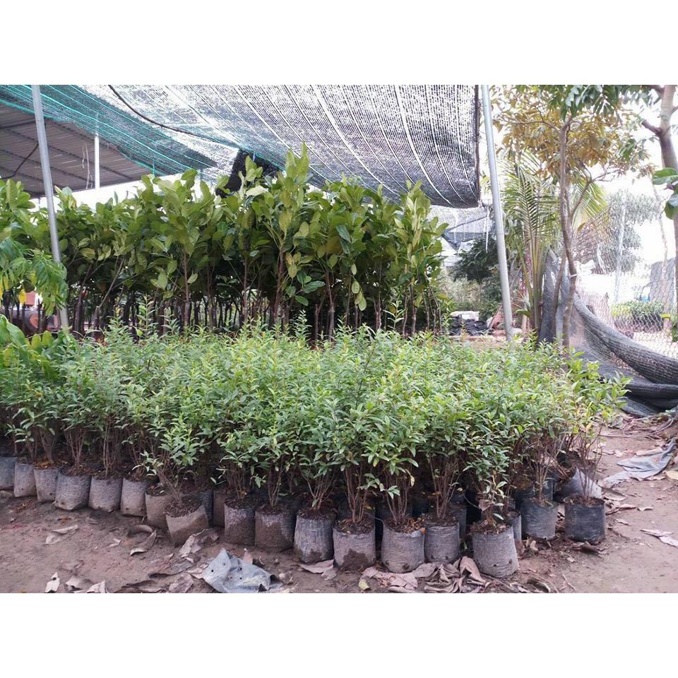 Cây lựu đỏ ai cập