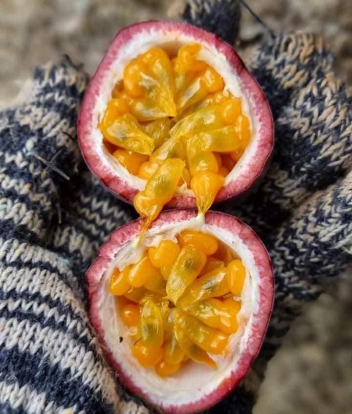 Cây Chanh Dây Tím Dây Leo Tím