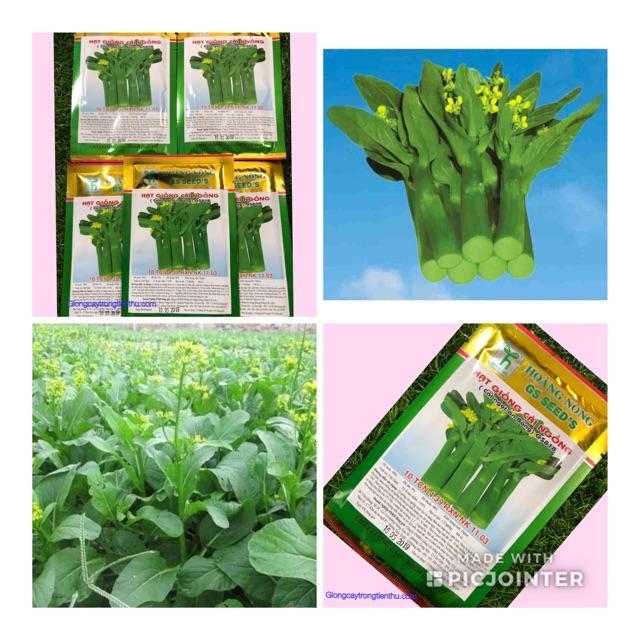 HẠT GIỐNG CẢI NGỒNG  GSA818