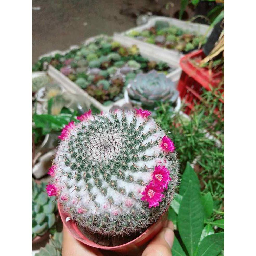 Chậu xương rồng nở hoa sẵn Bán Chạy
