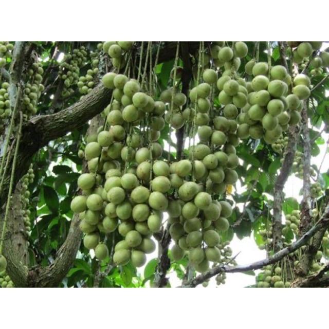 CÂY GIỐNG DÂU DA XANH 2 NĂM CHO TRÁI