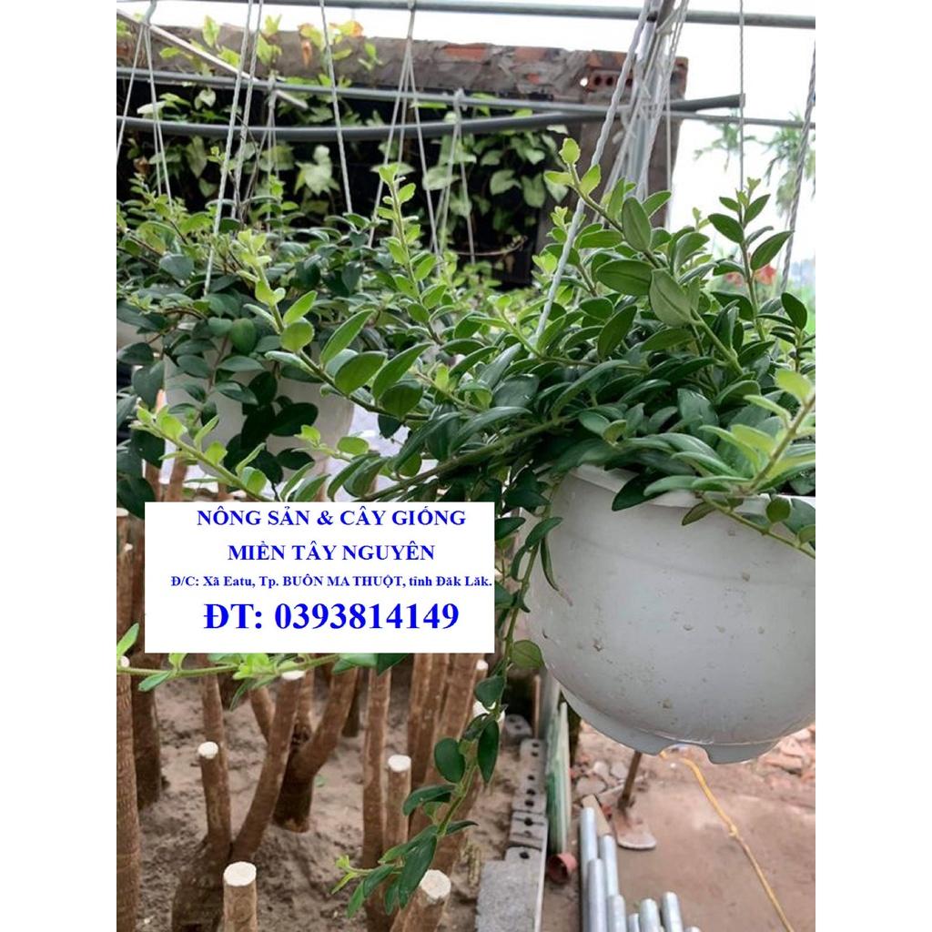 CÂY SON MÔI  - CÂY PHONG THỦY *