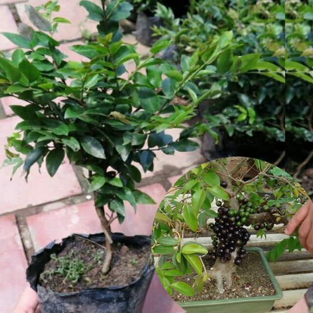 CÂY GIỐNG NHO THÂN GỖ TƯ QUÝ