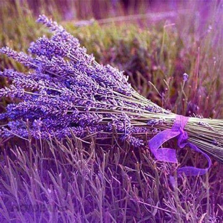 50 Hạt giống Hoa Oải Hương, Lavender Thơm Nồng - Hạt giống hoa