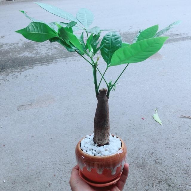 Chậu Kim Ngân 1 Thân