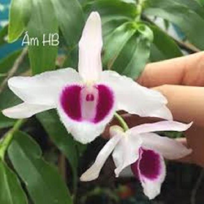Hoa lan phi điệp - ám hòa bình