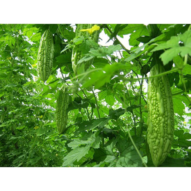 Hạt Giống Khổ Qua Xanh Cao Sản Siêu Trái 2G - Phú Nông Seeds